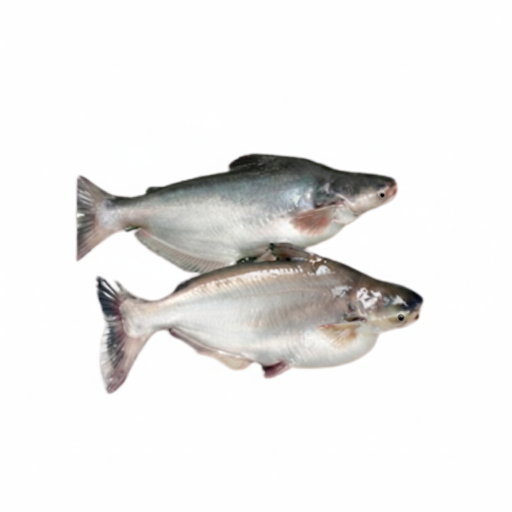 Patin Fish 